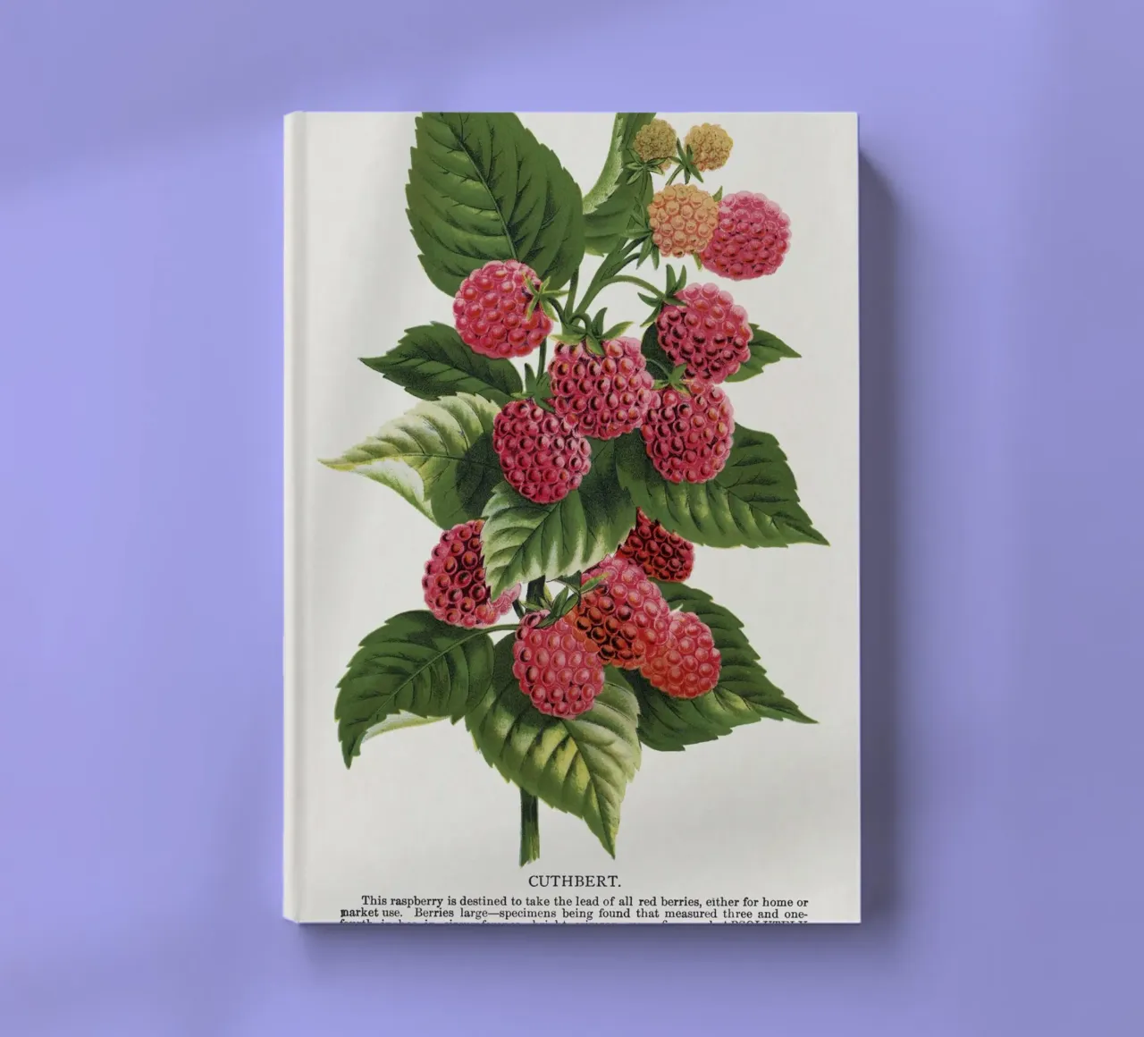 Cuthbert raspberry notebook by vintageshop