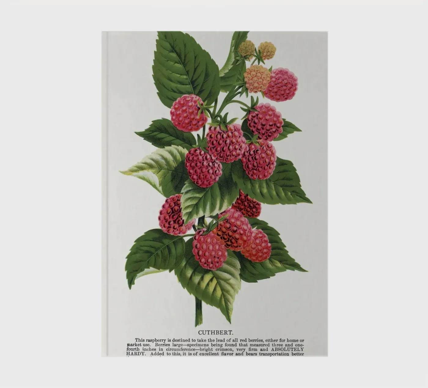 Cuthbert raspberry notitieboek van vintageshop