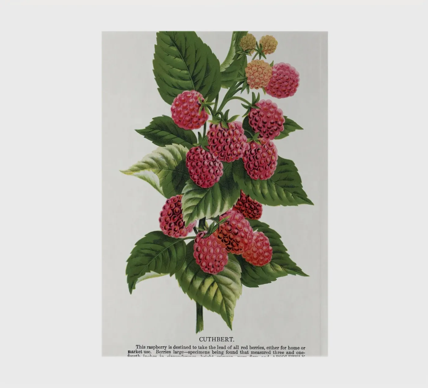 Cuthbert raspberry quaderno da vintageshop