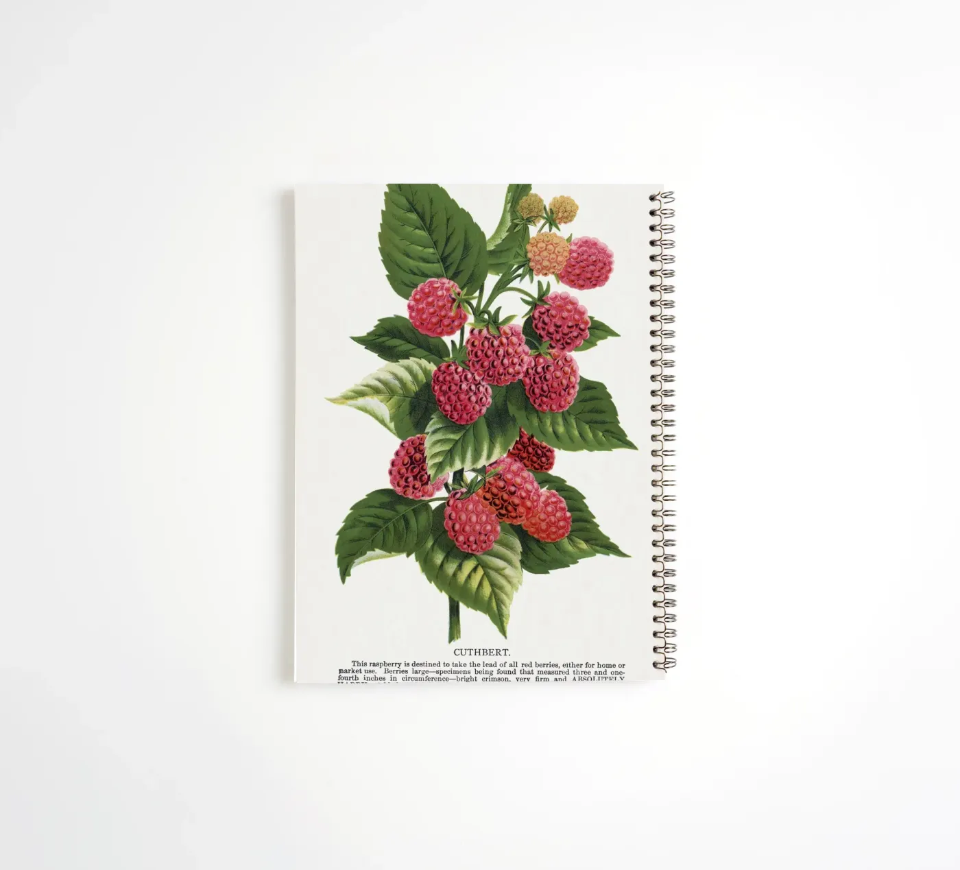 Cuthbert raspberry spiral notebook by vintageshop