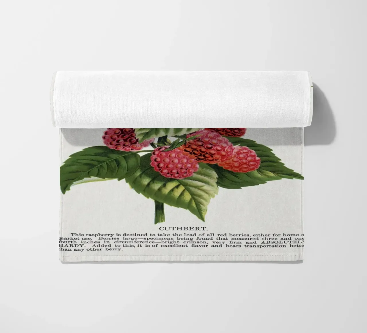 Cuthbert raspberry telo mare da vintageshop