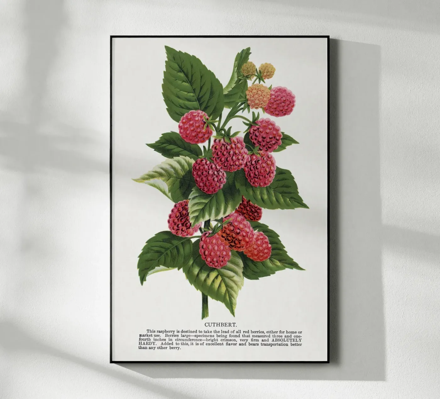 Cuthbert raspberry Acryl-Glas von vintageshop
