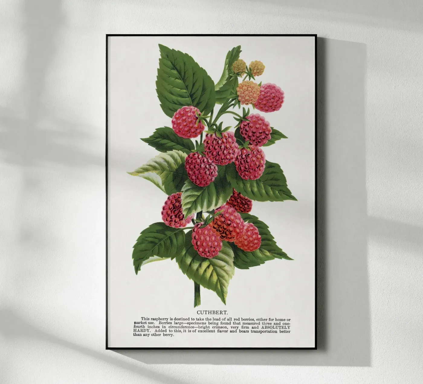 Cuthbert raspberry plexiglas de vintageshop