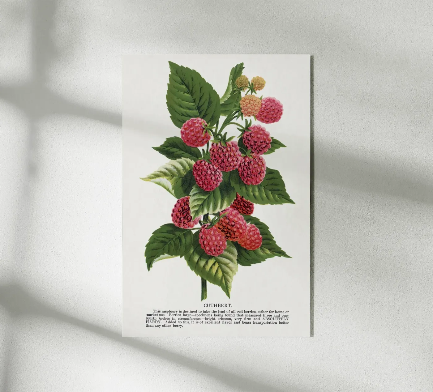 Cuthbert raspberry Acryl-Glas von vintageshop