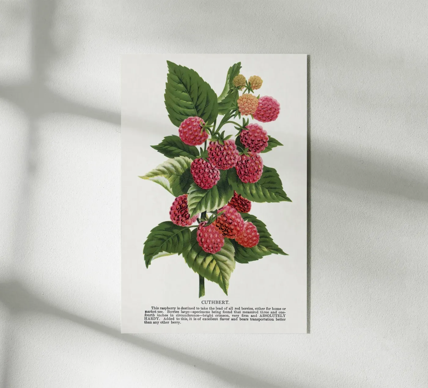 Cuthbert raspberry plexiglas de vintageshop