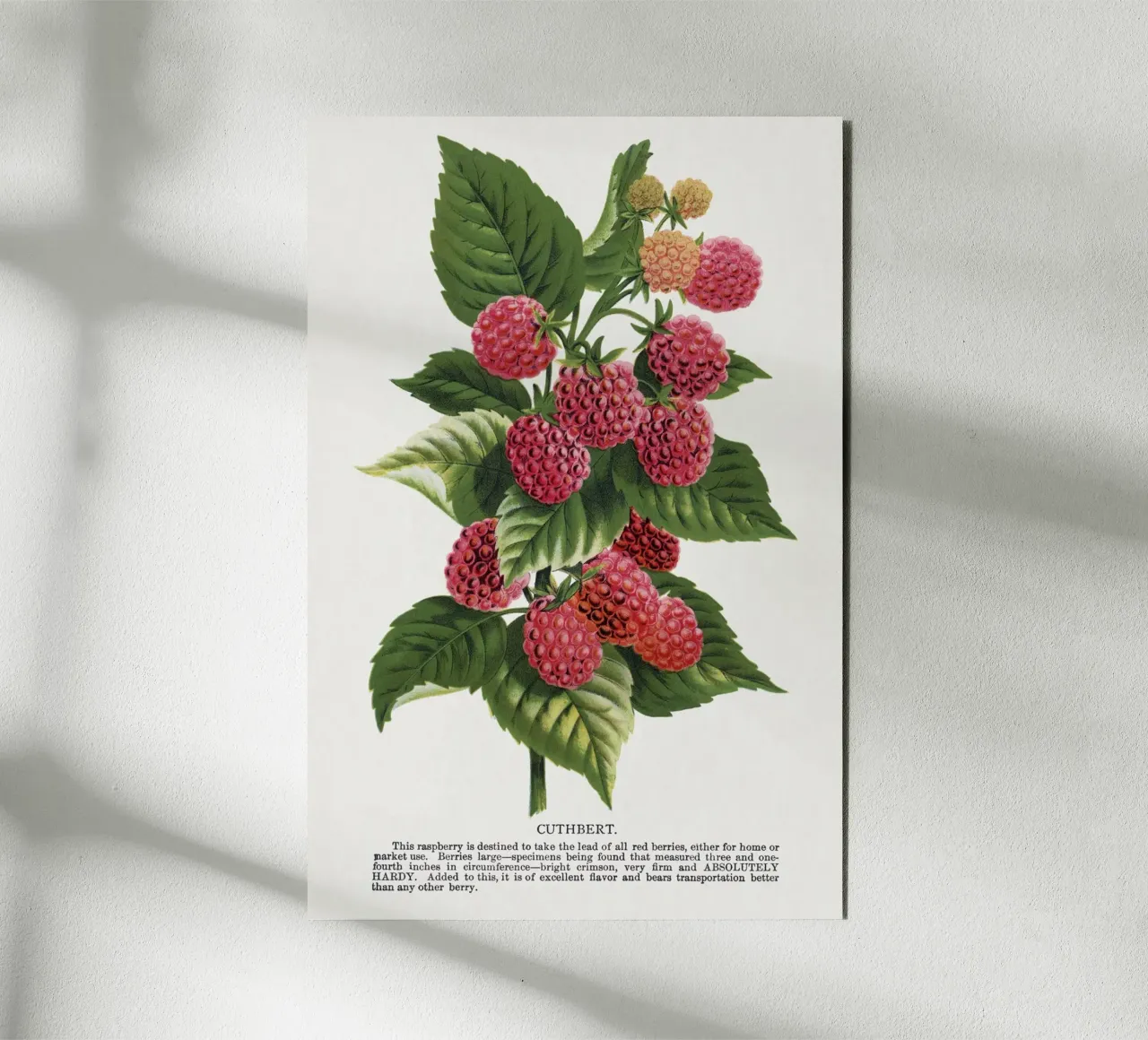 Cuthbert raspberry alluminio dibond da vintageshop