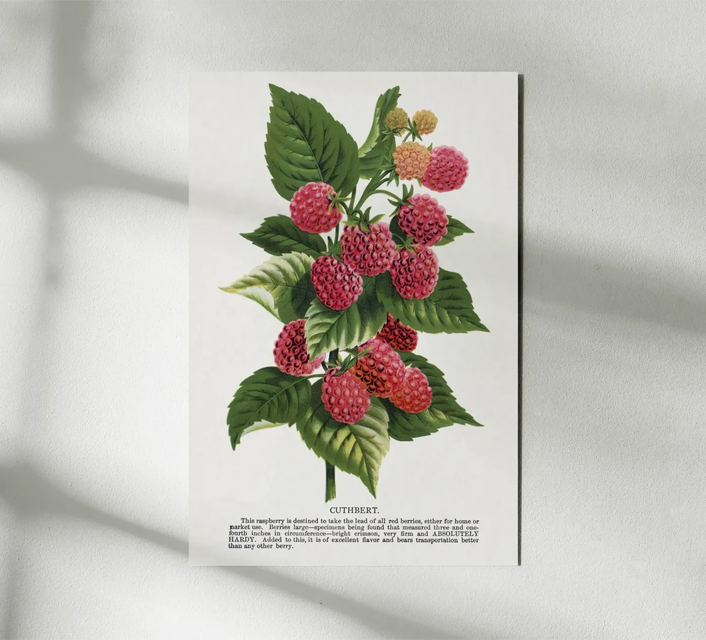 Cuthbert raspberry pannello forex da vintageshop