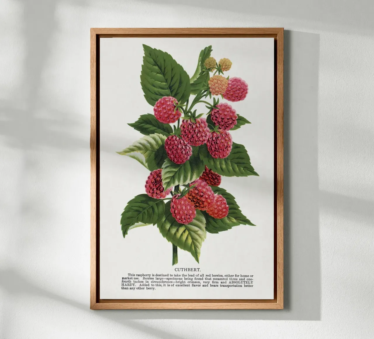 Cuthbert raspberry canvas by vintageshop