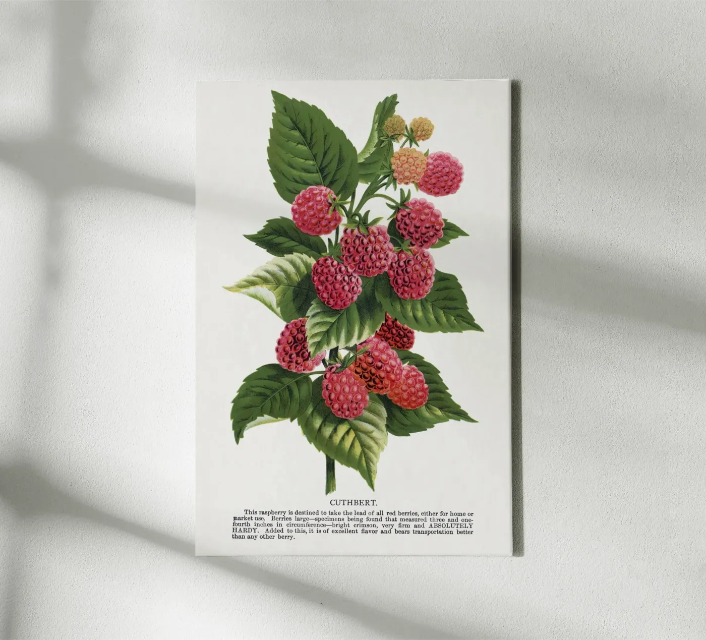 Cuthbert raspberry tela da vintageshop