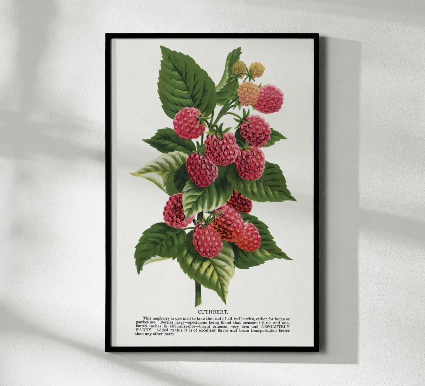 Cuthbert raspberry poster by vintageshop