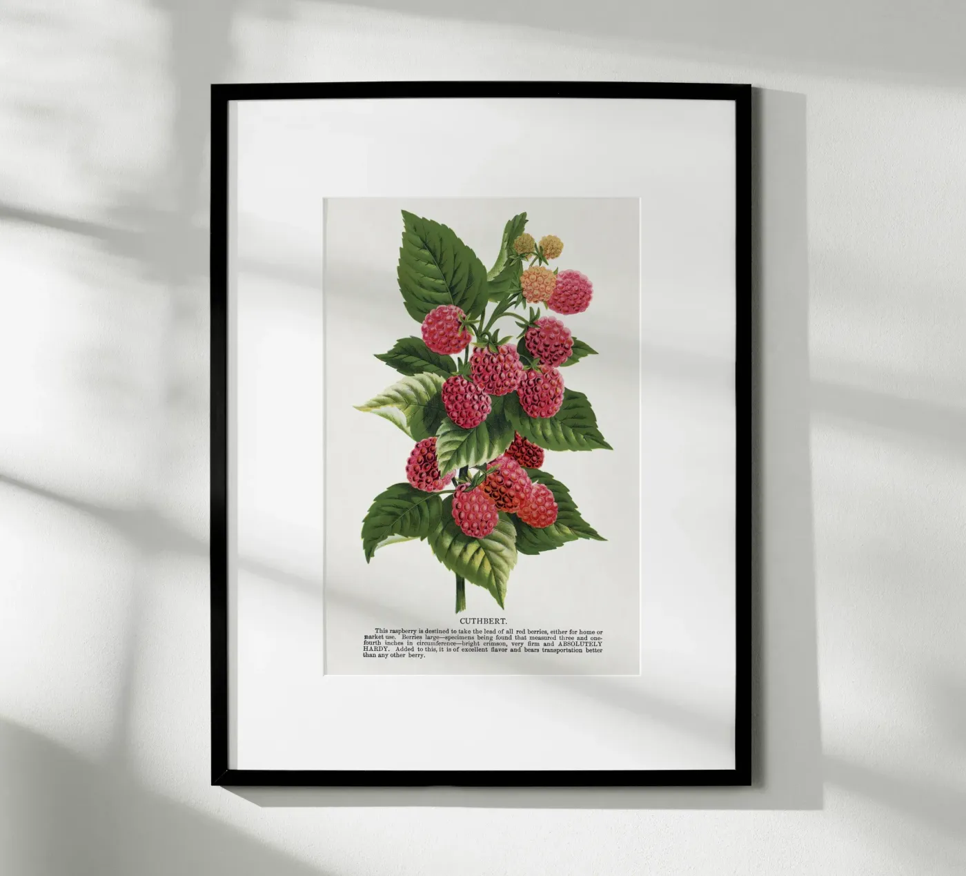 Cuthbert raspberry poster by vintageshop