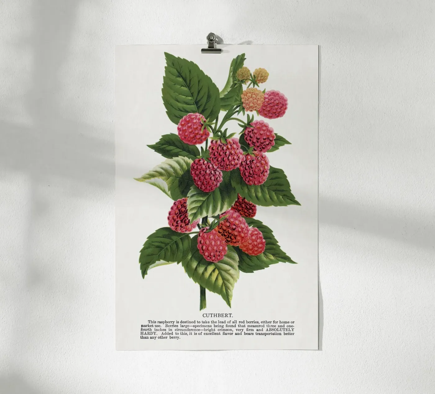 Cuthbert raspberry poster by vintageshop