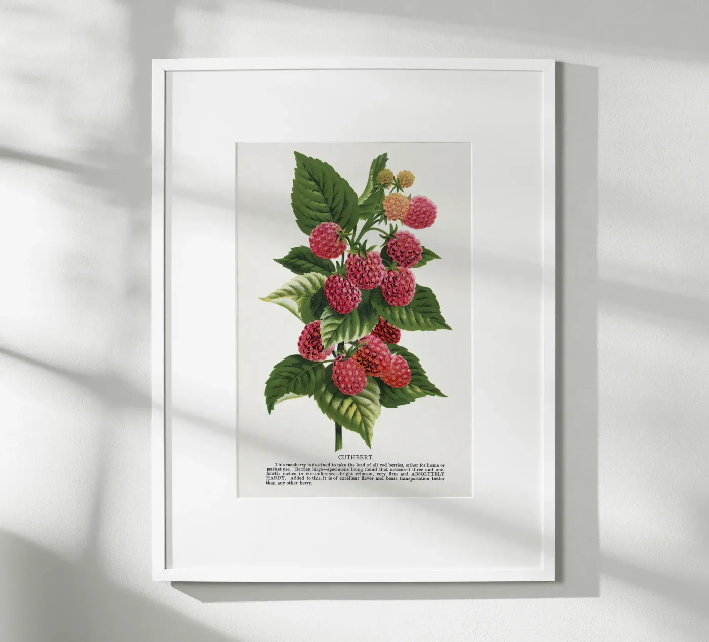 Cuthbert raspberry poster de vintageshop