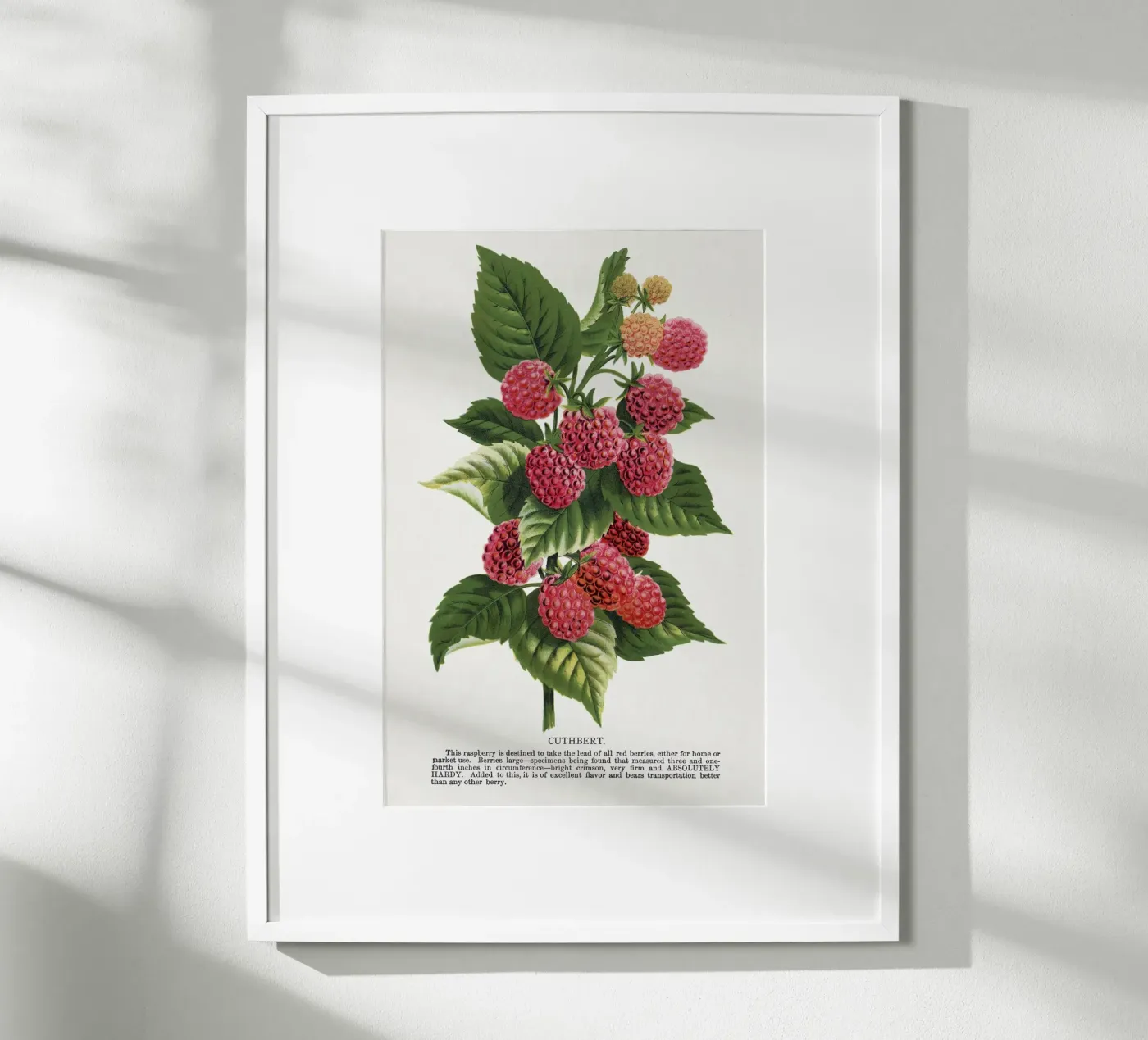 Cuthbert raspberry poster by vintageshop