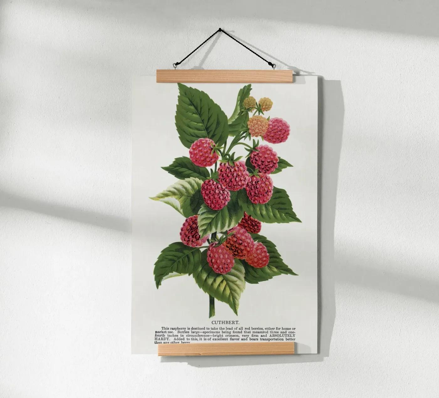 Cuthbert raspberry poster by vintageshop