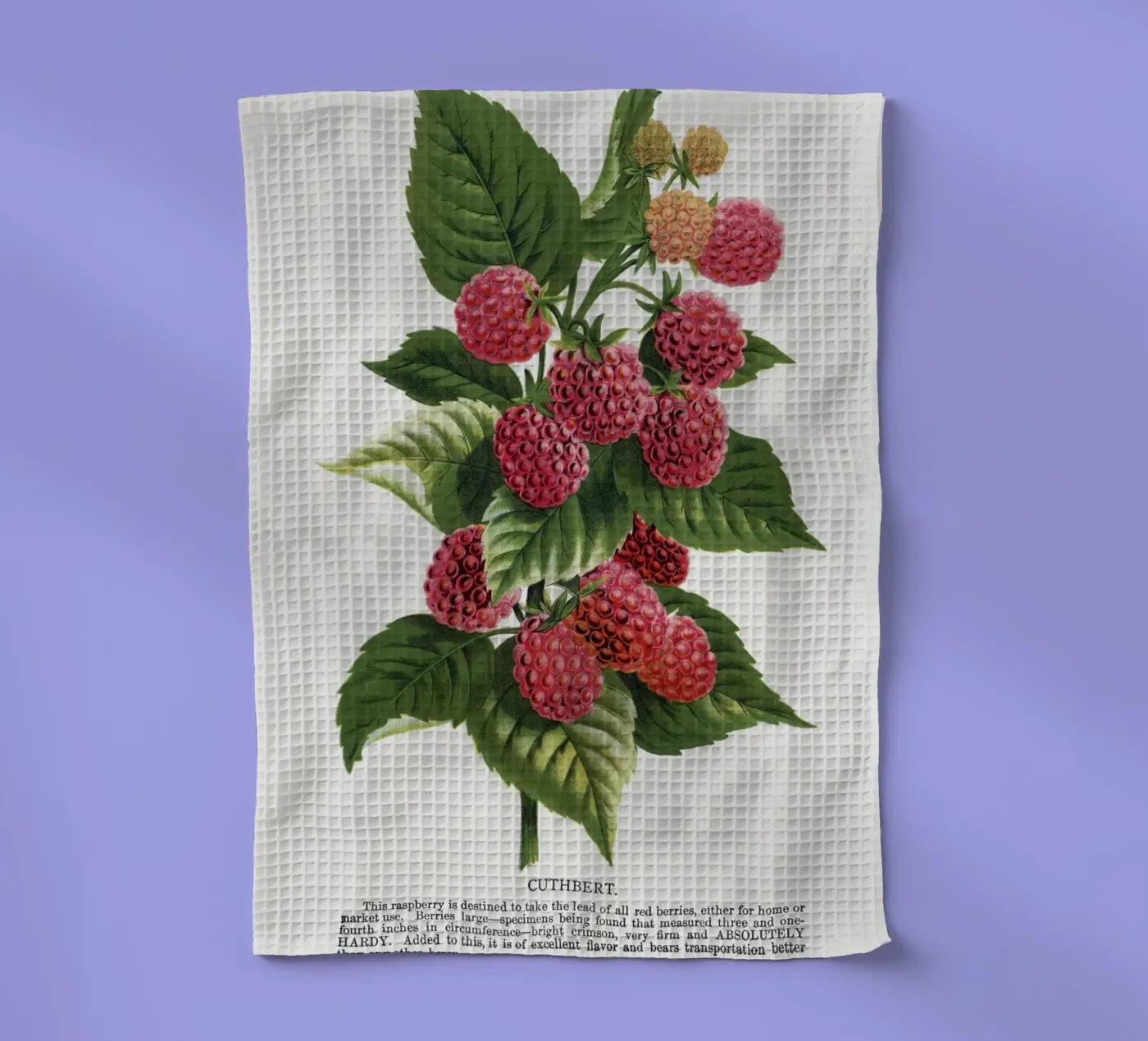 Cuthbert raspberry tea towel by vintageshop
