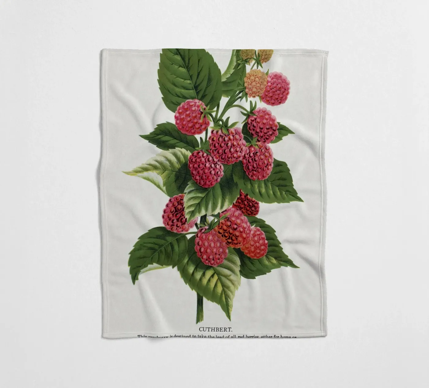 Cuthbert raspberry coperta in pile da vintageshop