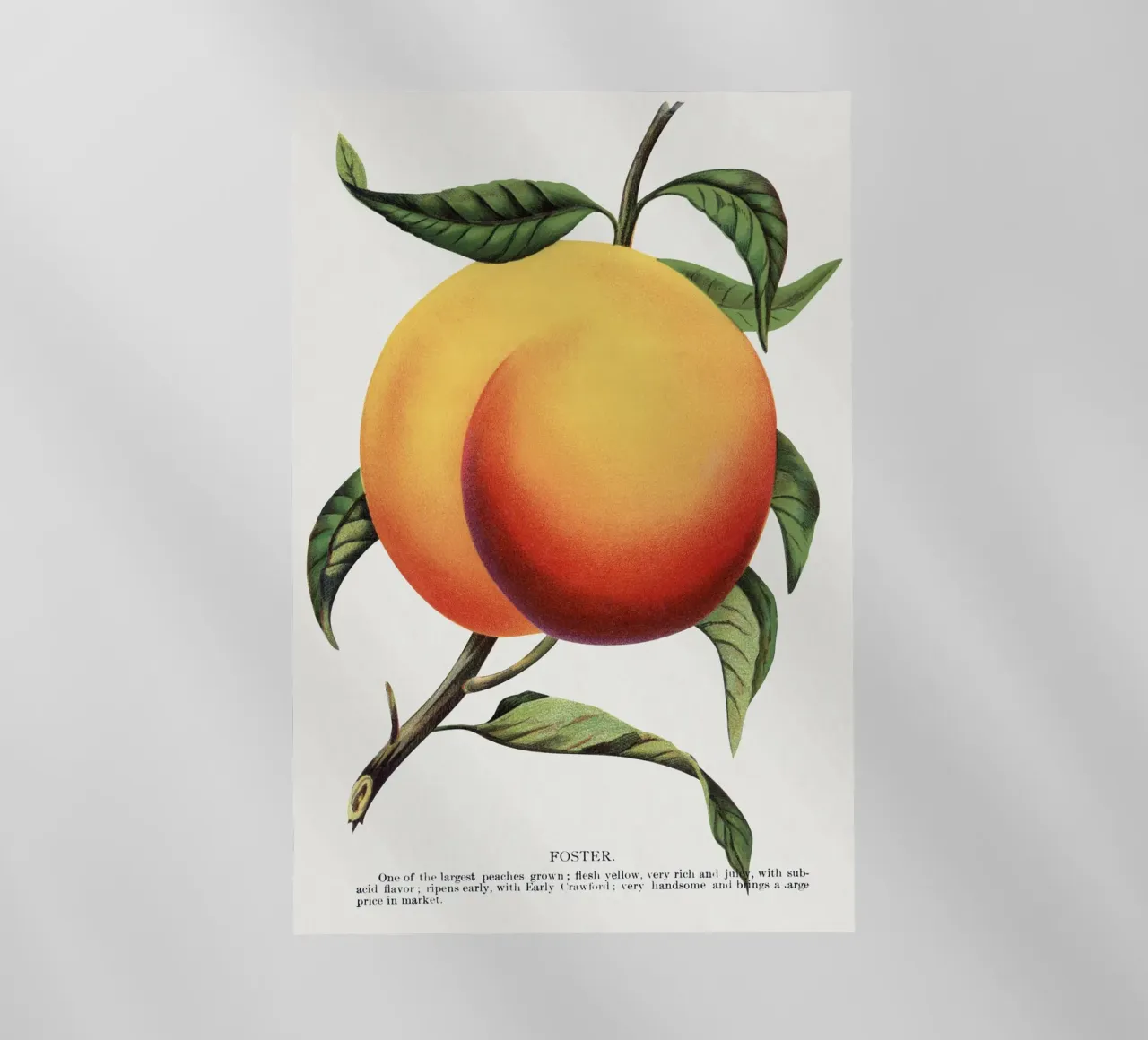 Foster peach pellicola backlit da vintageshop