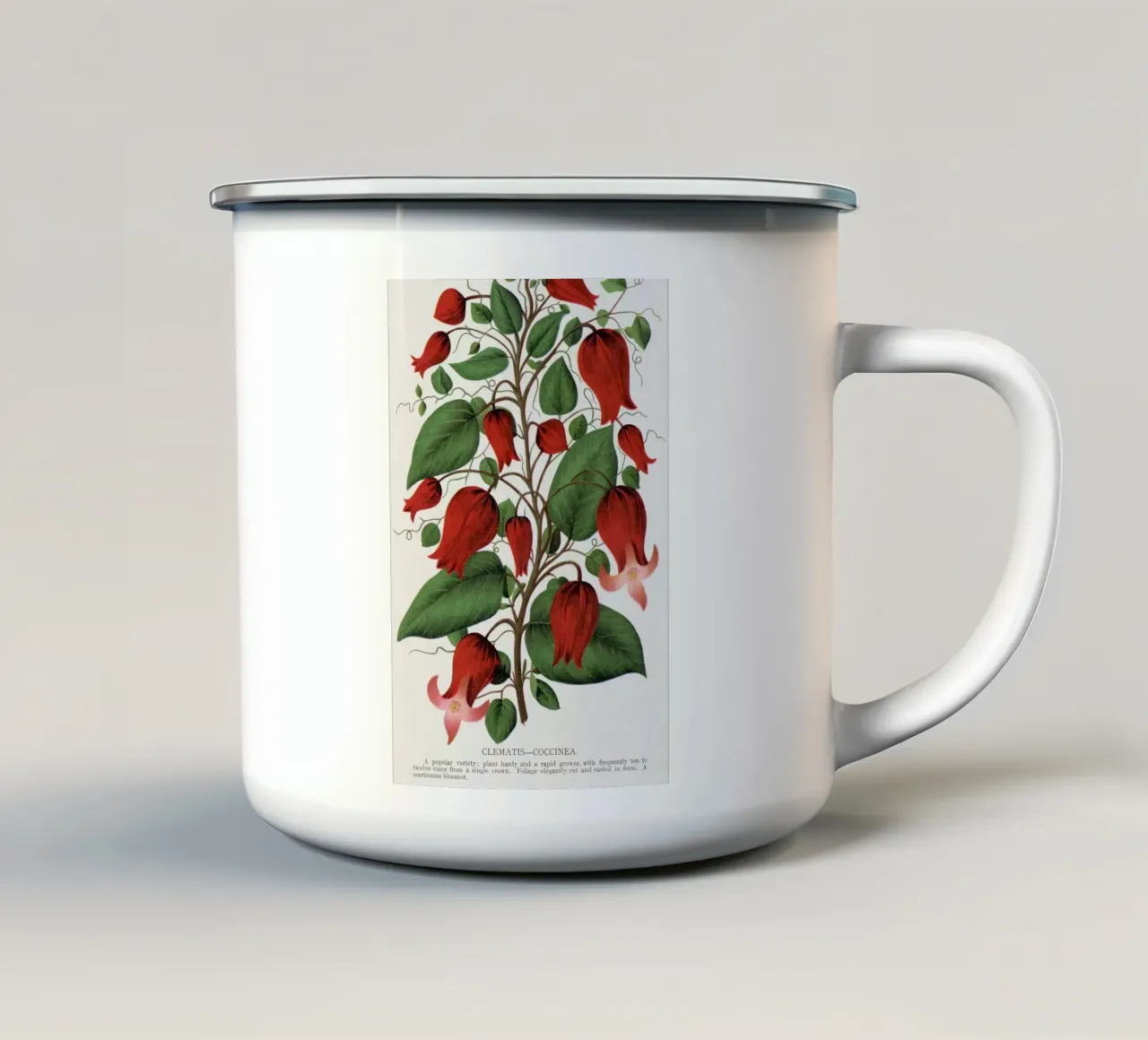 Red flower, Clematis Coccinea tazza in smalto da vintageshop