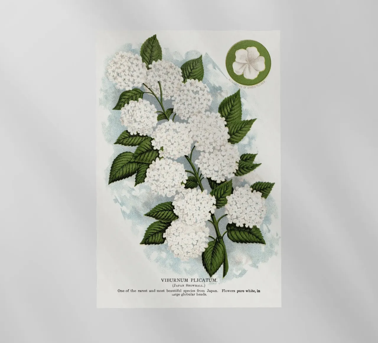 Japanese snowball flower pellicola backlit da vintageshop
