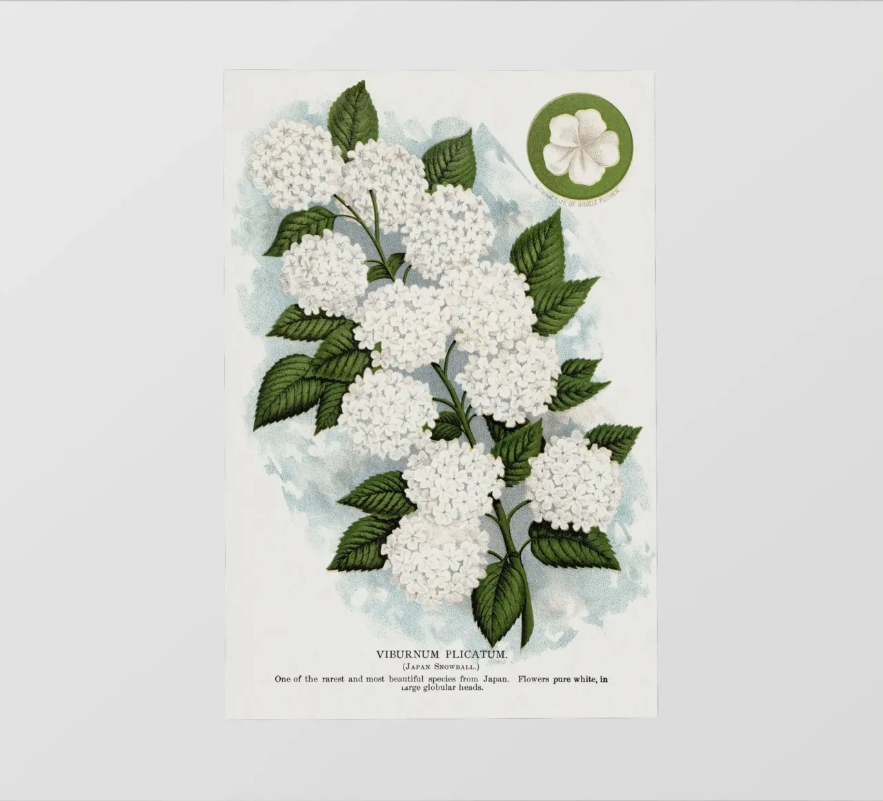 Japanese snowball flower pellicola backlit da vintageshop