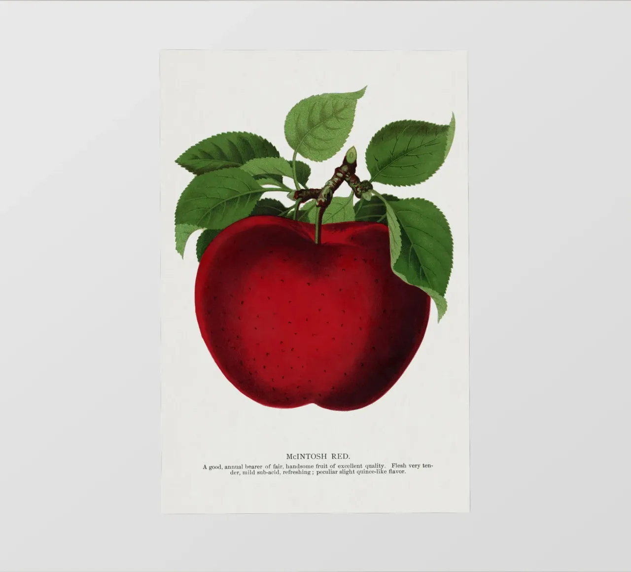 McIntosh Red apple pellicola backlit da vintageshop