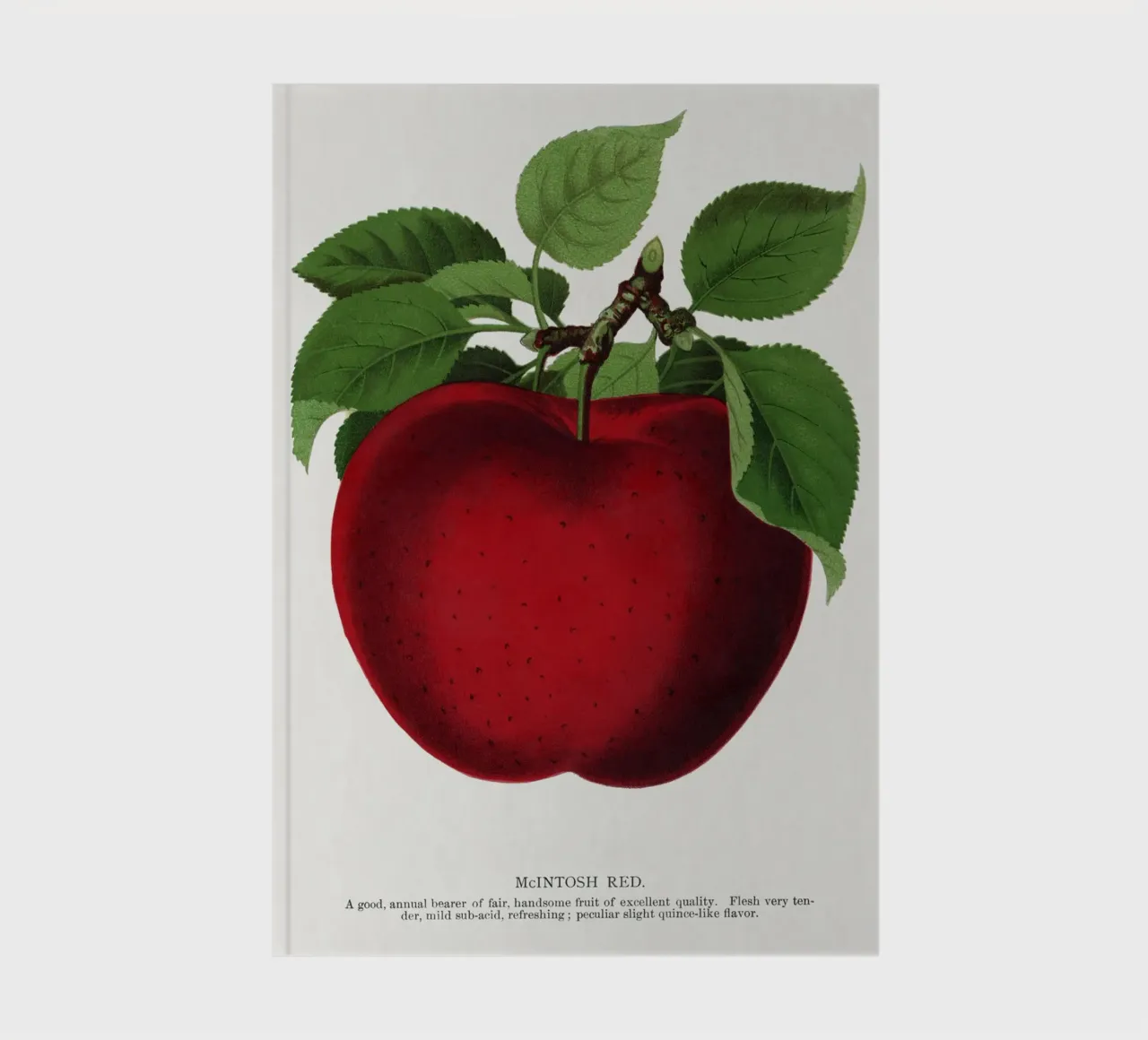 McIntosh Red apple notebook by vintageshop