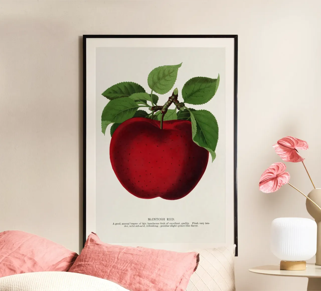 McIntosh Red apple carta hahnemühle da vintageshop