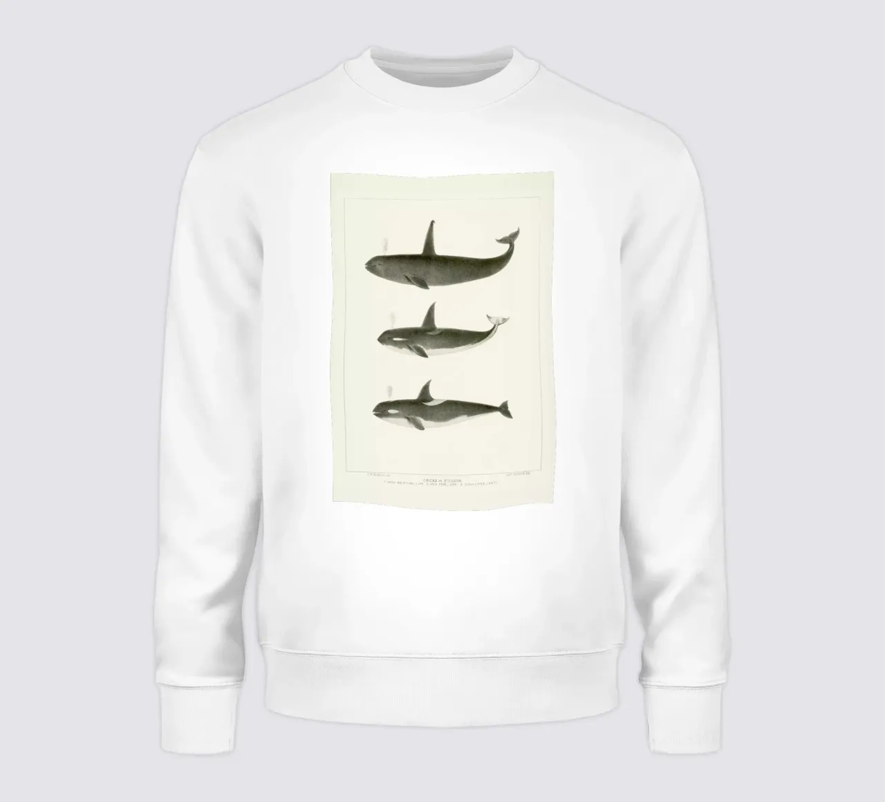 Scammon - Orca or Killer Whale felpa da Vintage by JUNIQE