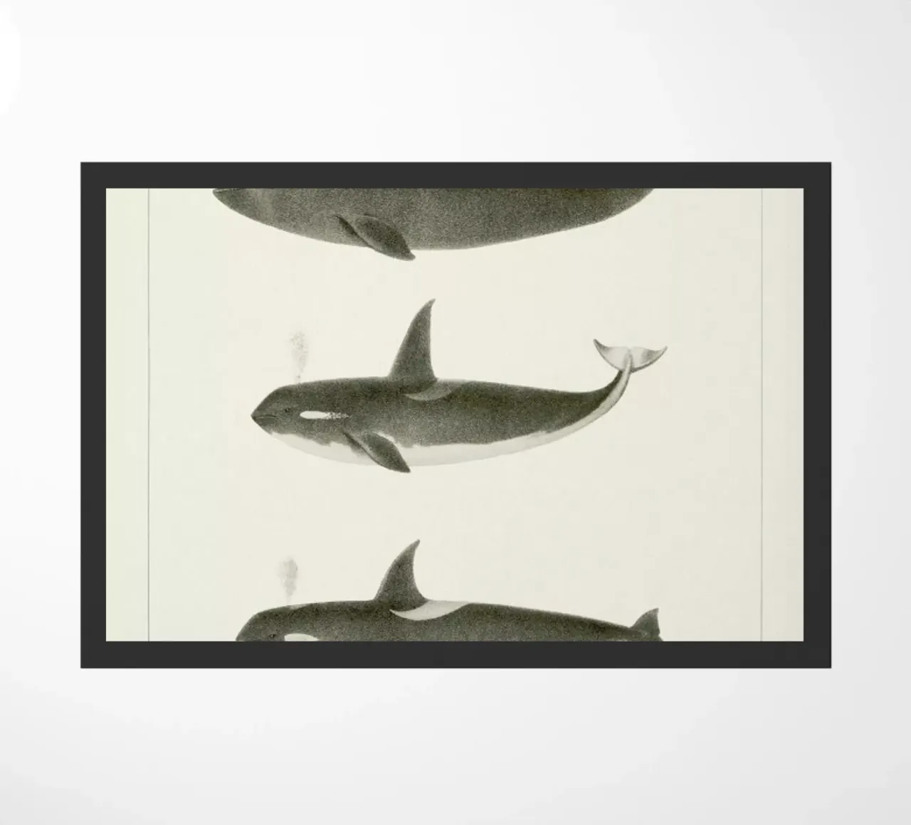 Scammon - Orca or Killer Whale zerbino da Vintage by JUNIQE