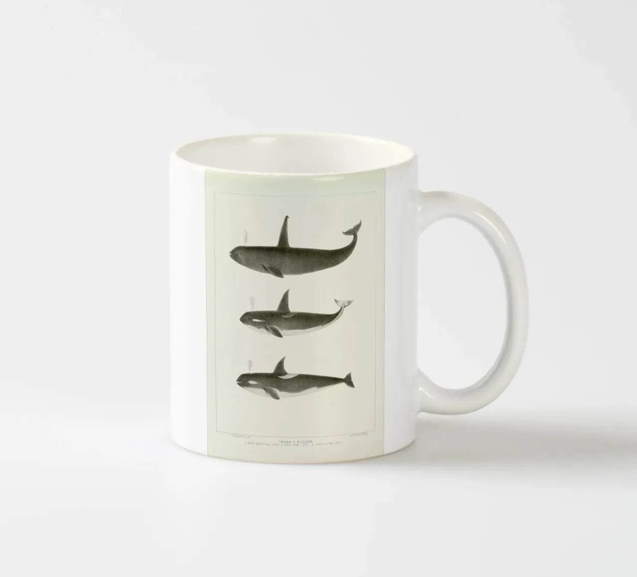 Scammon - Orca or Killer Whale tazza in ceramica da Vintage by JUNIQE