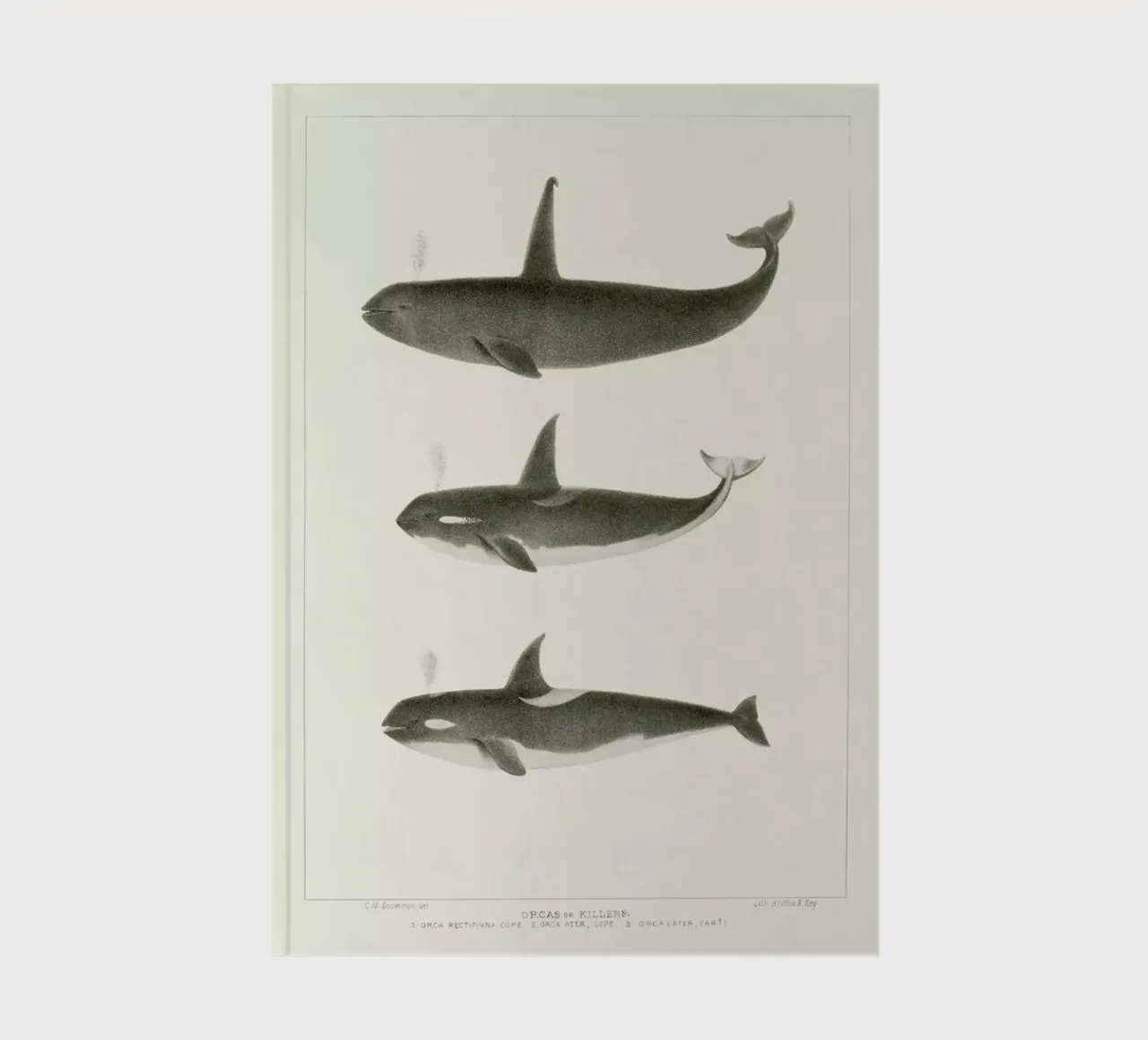 Scammon - Orca or Killer Whale Notizbuch von Vintage by JUNIQE