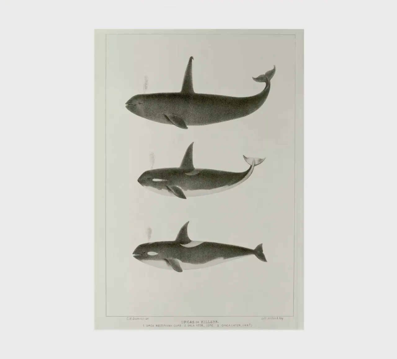 Scammon - Orca or Killer Whale Notizbuch von Vintage by JUNIQE