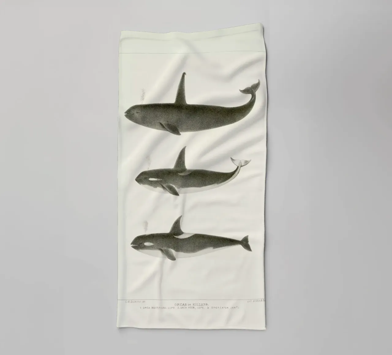 Scammon - Orca or Killer Whale asciugamano da bagno da Vintage by JUNIQE