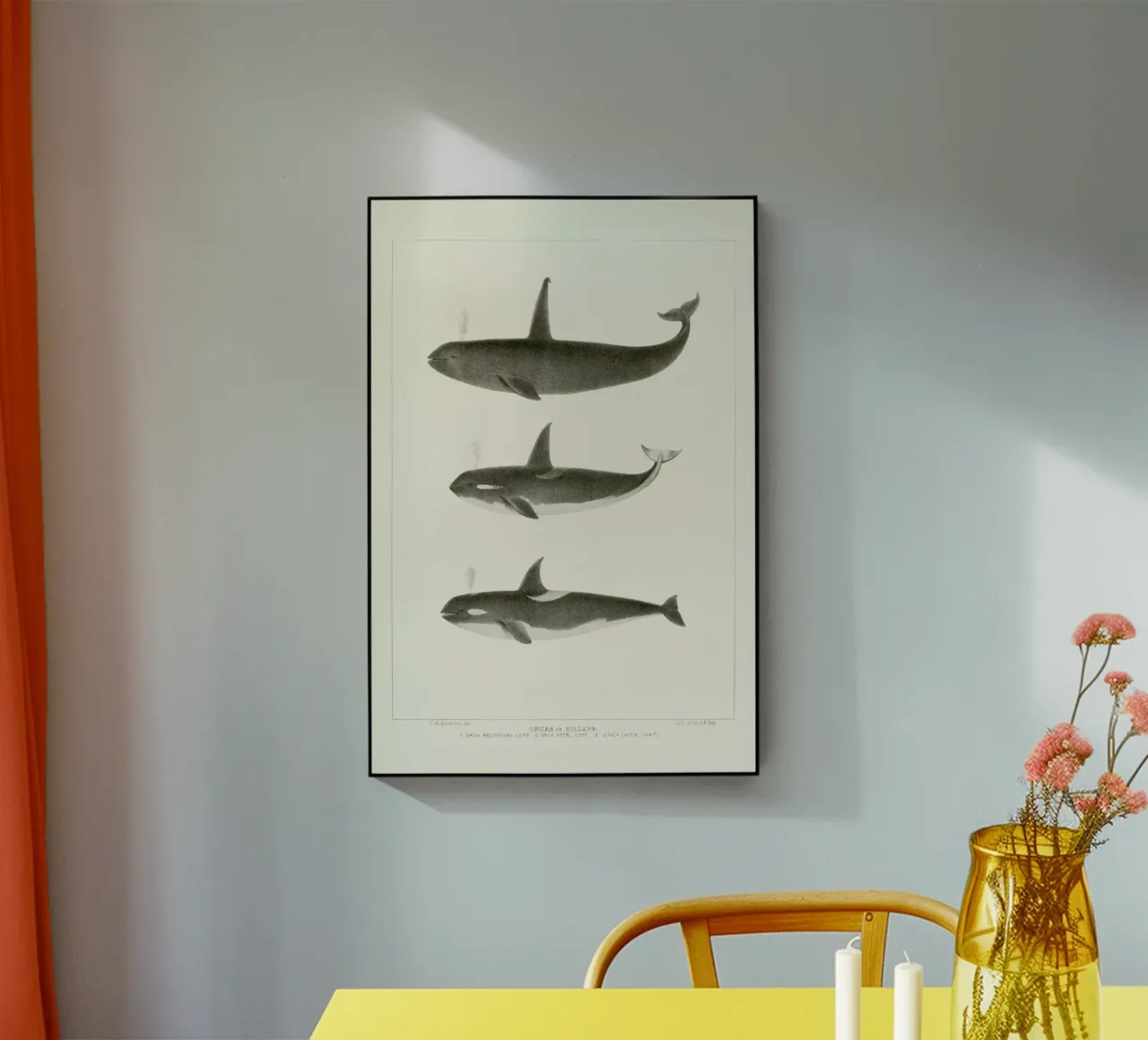 Scammon - Orca or Killer Whale plexiglass da Vintage by JUNIQE