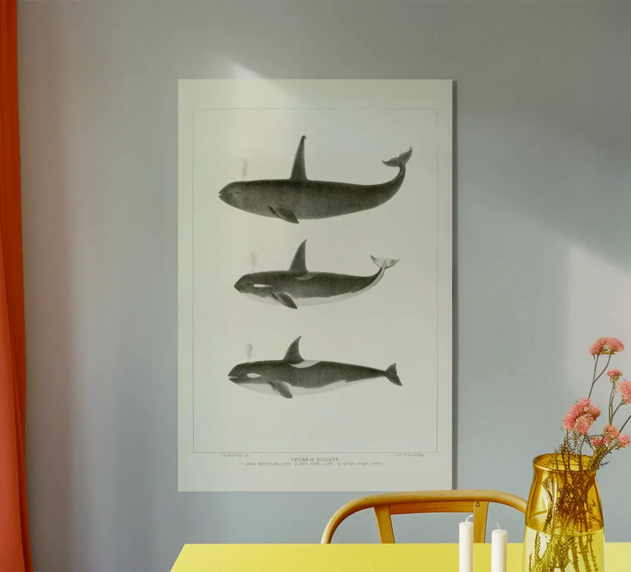 Scammon - Orca or Killer Whale plexiglass da Vintage by JUNIQE