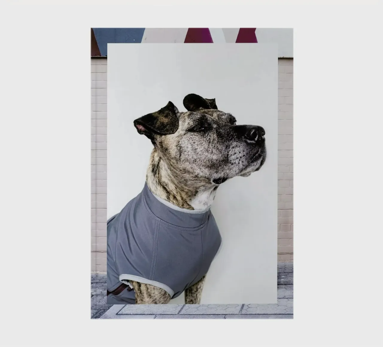 The Tailwaggers 7-3 notebook by Paul Aidan Perry