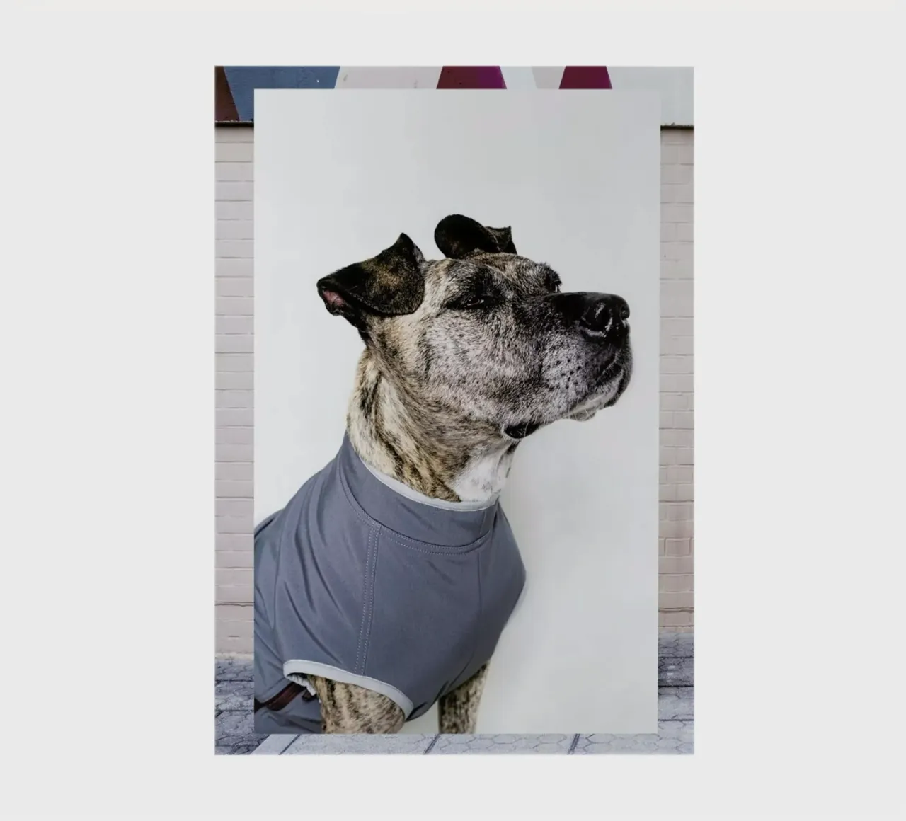 The Tailwaggers 7-3 notebook by Paul Aidan Perry
