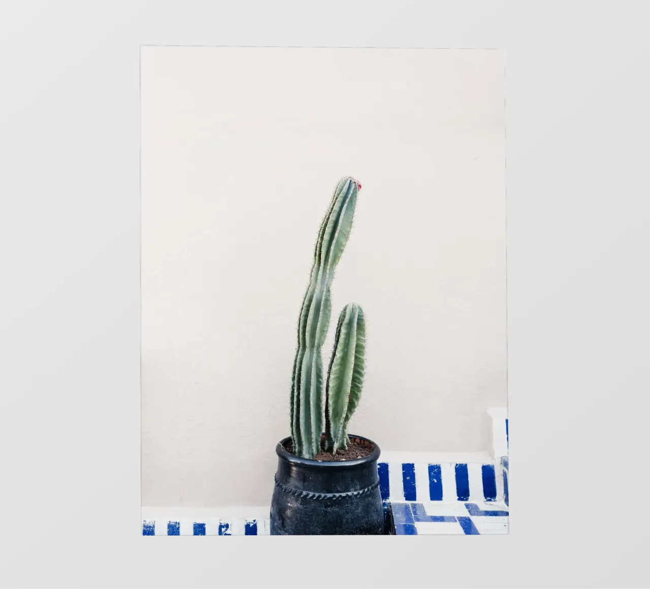 Potted cactus in Morocco pellicola backlit da photolovers