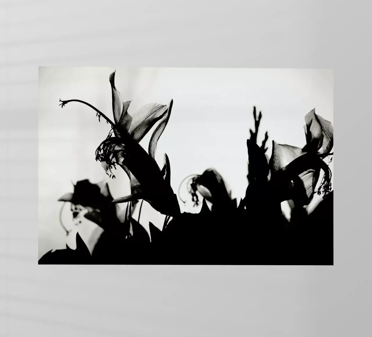 Blossoming II pellicola backlit da Anja Hebrank Photography