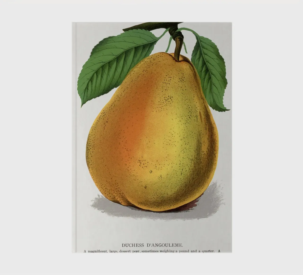 Duchess D'Angouleme pear notebook by vintageshop