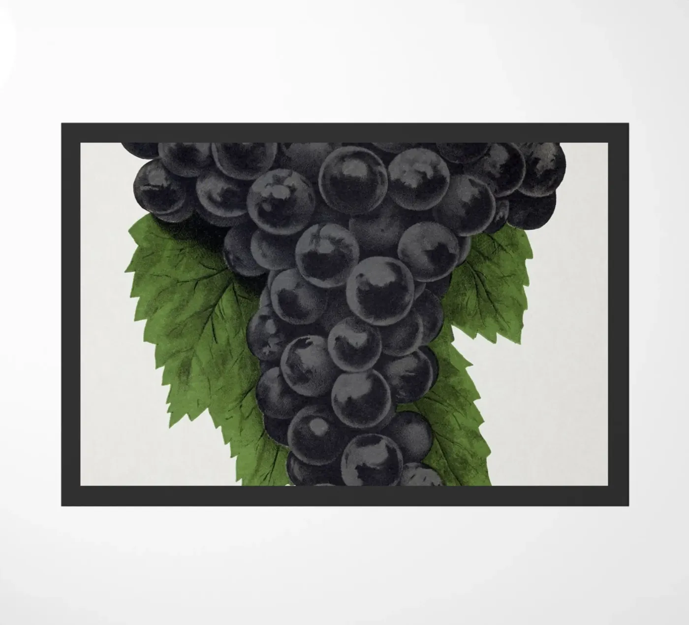 Early Ohio grape zerbino da vintageshop