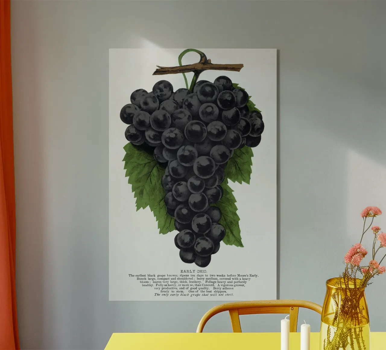 Early Ohio grape plexiglass da vintageshop