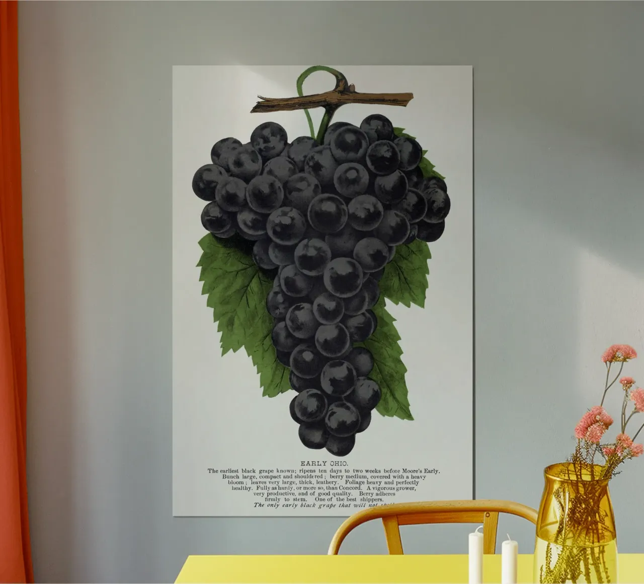 Early Ohio grape carta hahnemühle da vintageshop