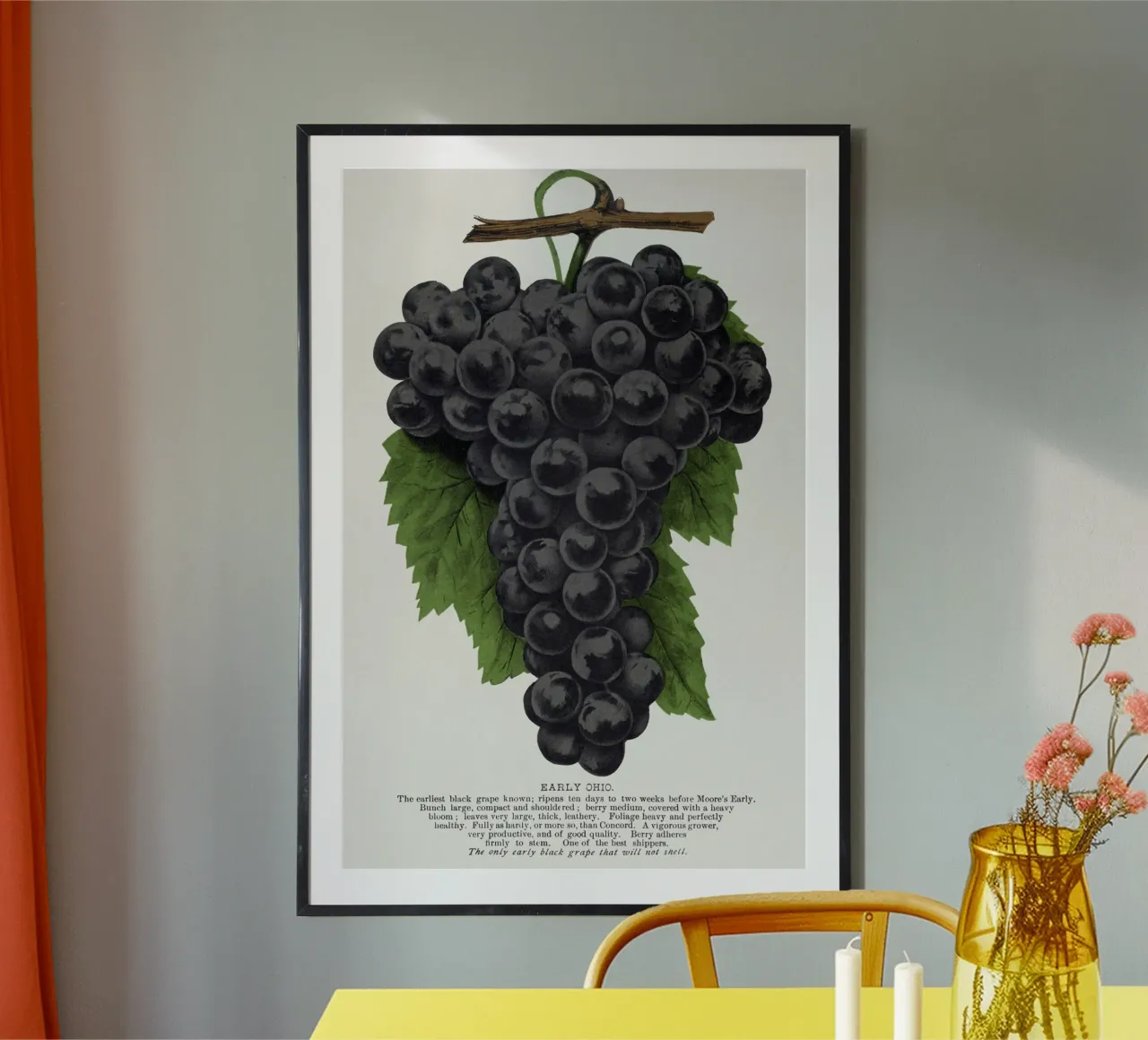 Early Ohio grape carta hahnemühle da vintageshop