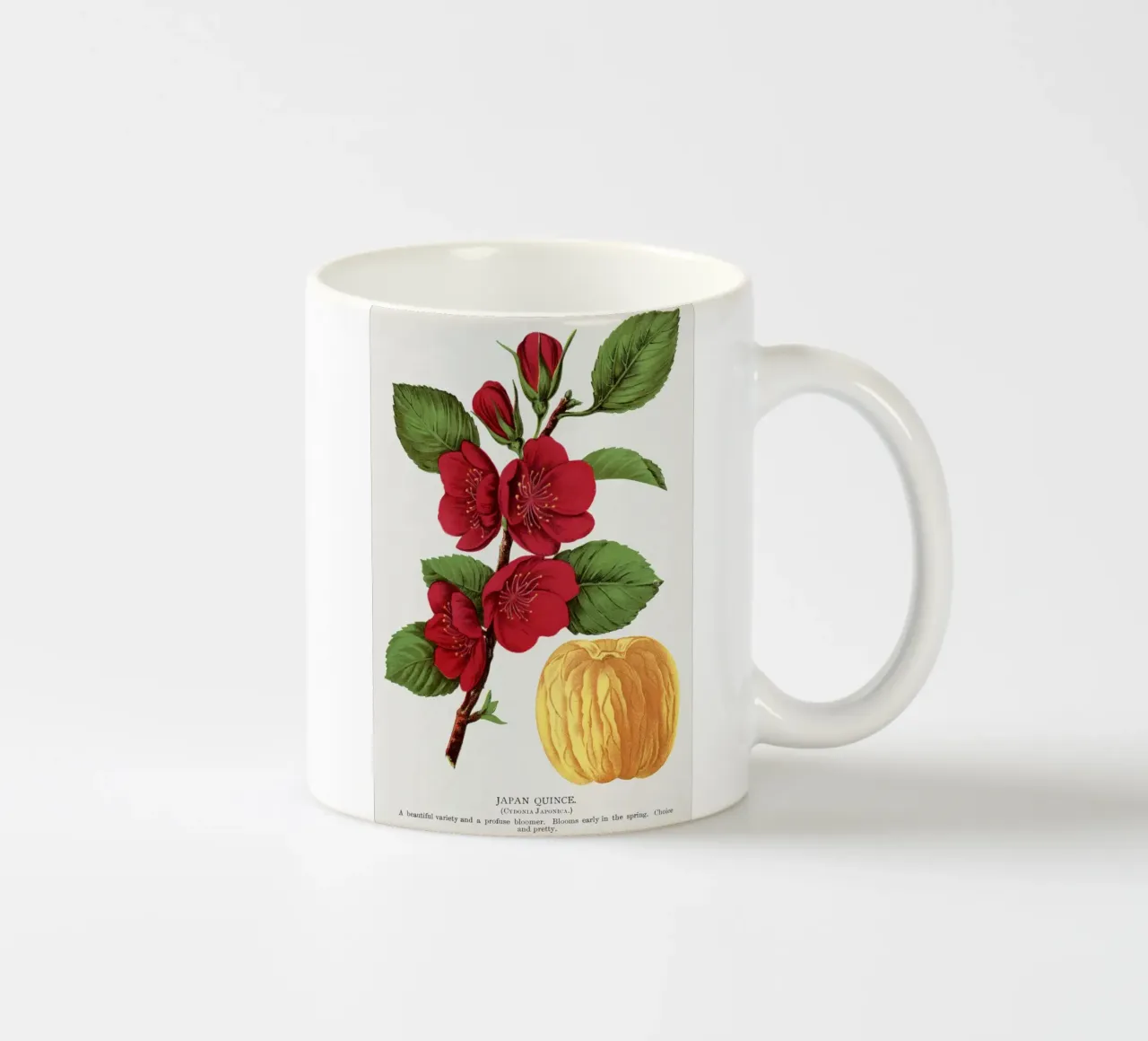 Japan Quince tree tazza in ceramica da vintageshop