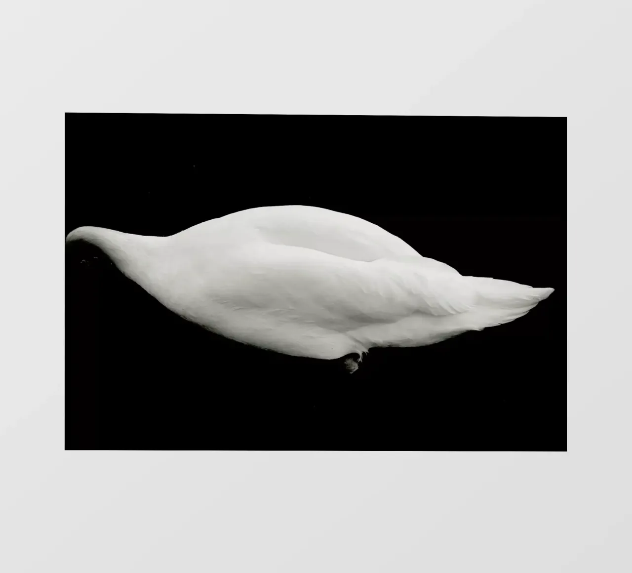 Like a Swan telo in pvc da Anja Hebrank Photography