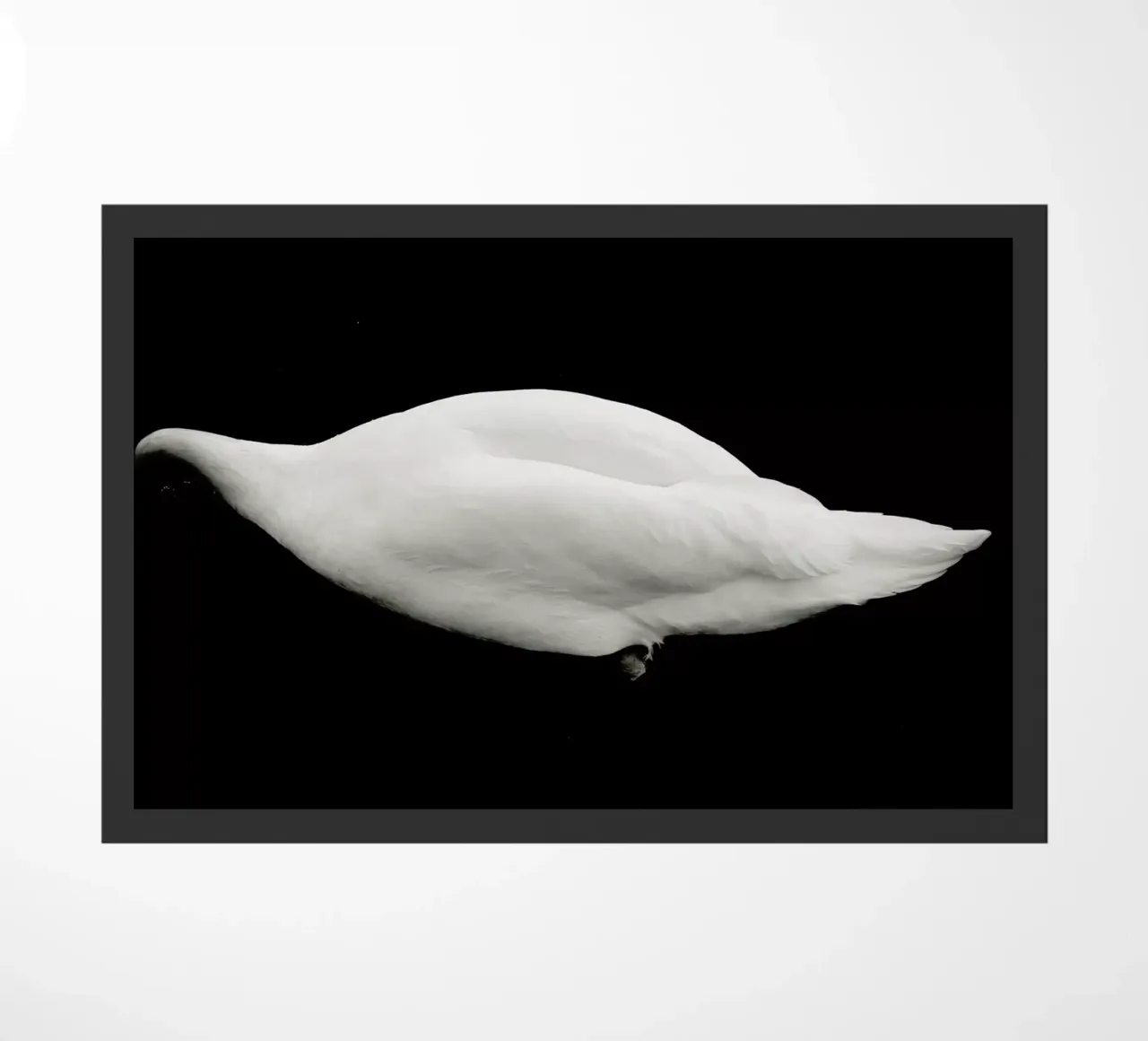 Like a Swan zerbino da Anja Hebrank Photography