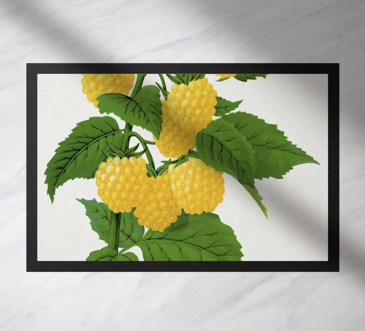 Golden queen raspberry lithograptraduh zerbino da vintageshop