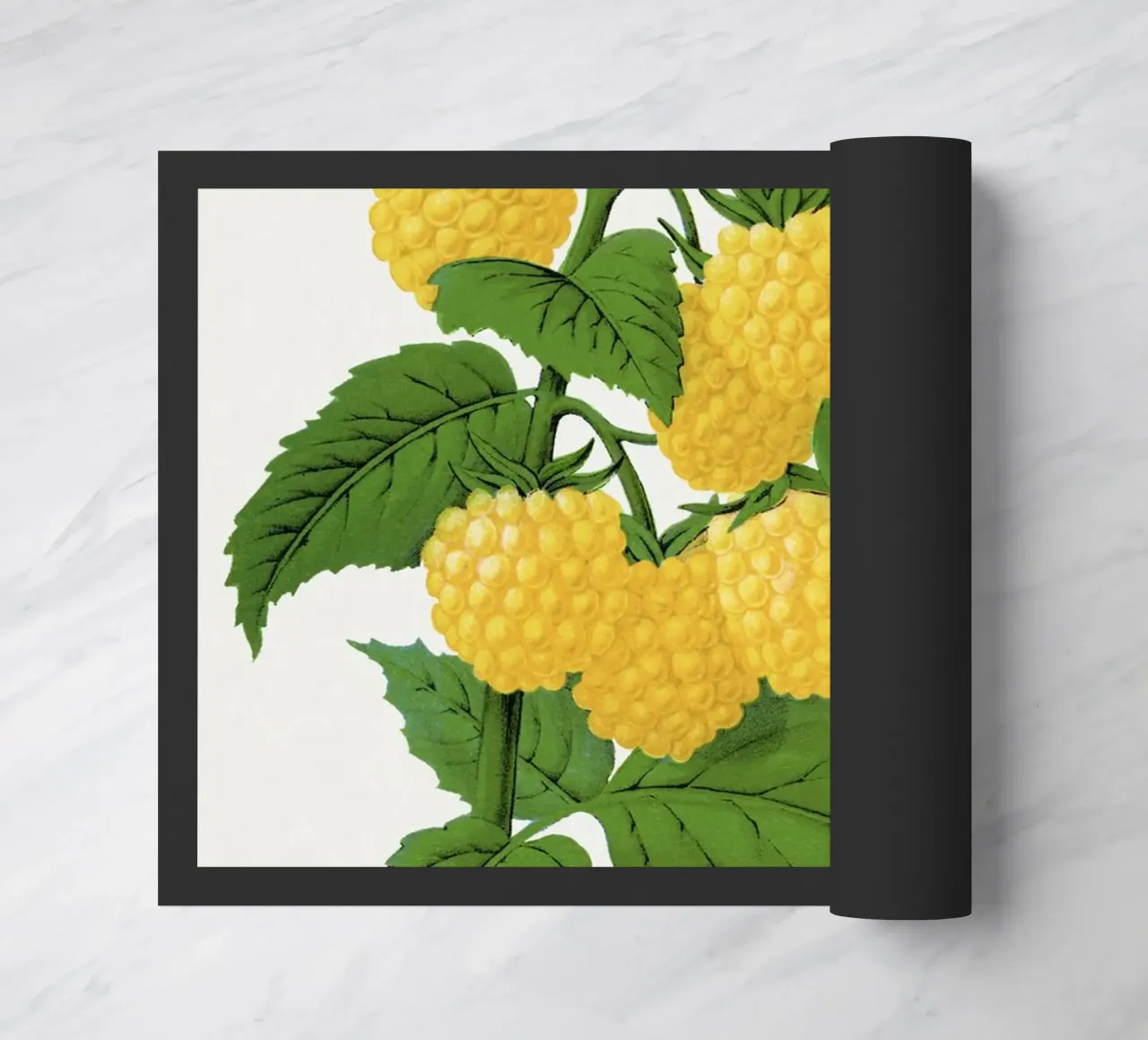 Golden queen raspberry lithograptraduh zerbino da vintageshop